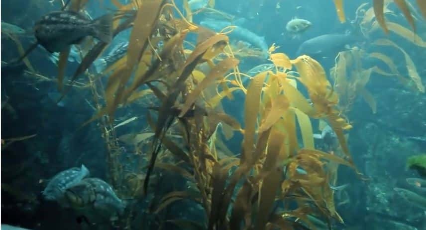 DataMares uses Tableau to analyze and monitor marine life in the Gulf of California